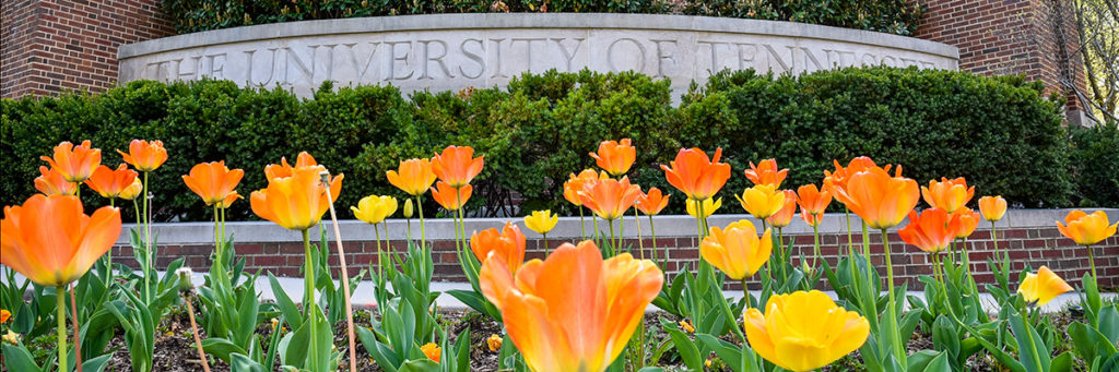 Tulips and UT sign